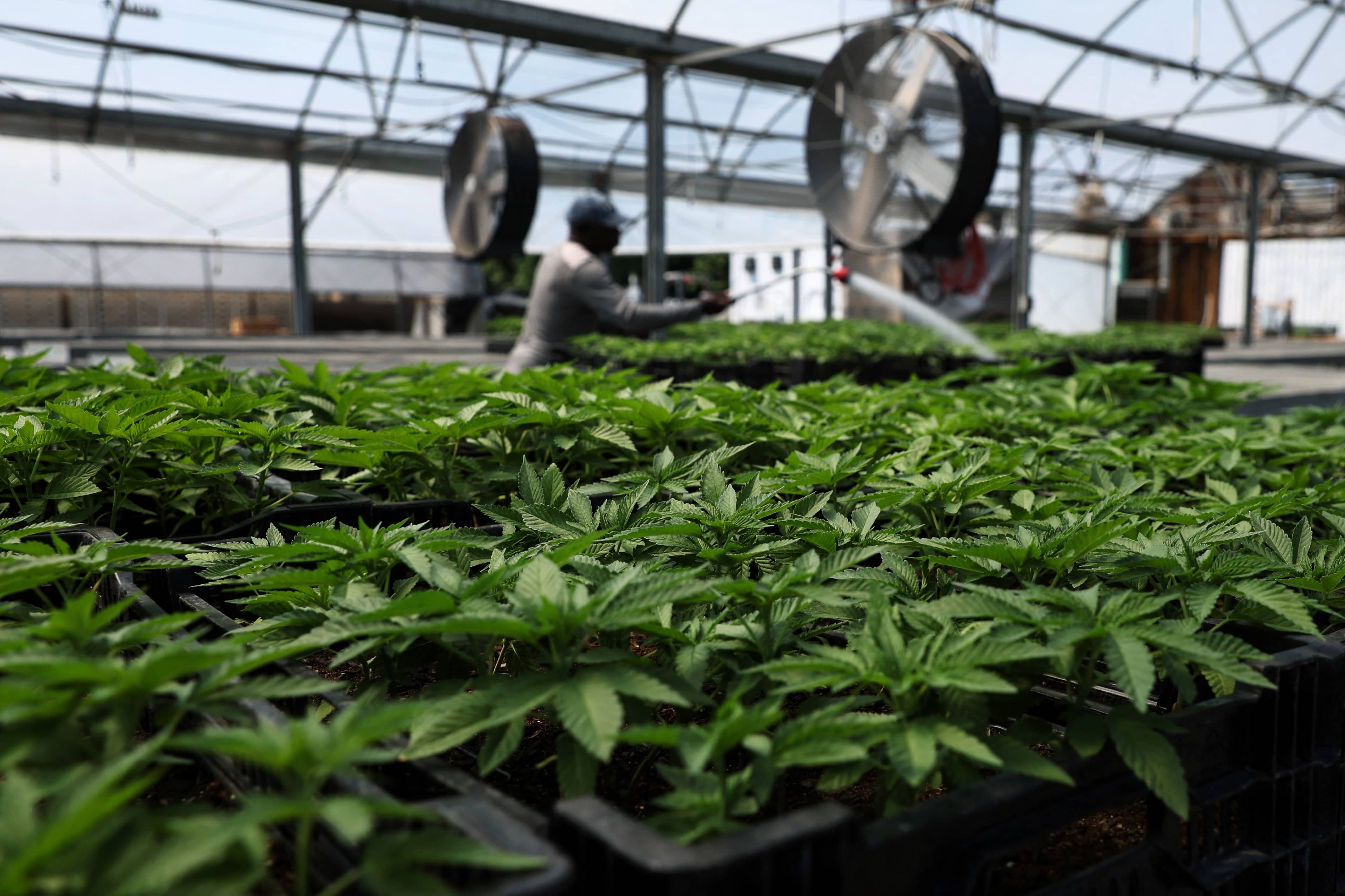 marijuana-plants-for-the-adult-recreational-market-at-hepworth-farms-in-milton-new-york-2