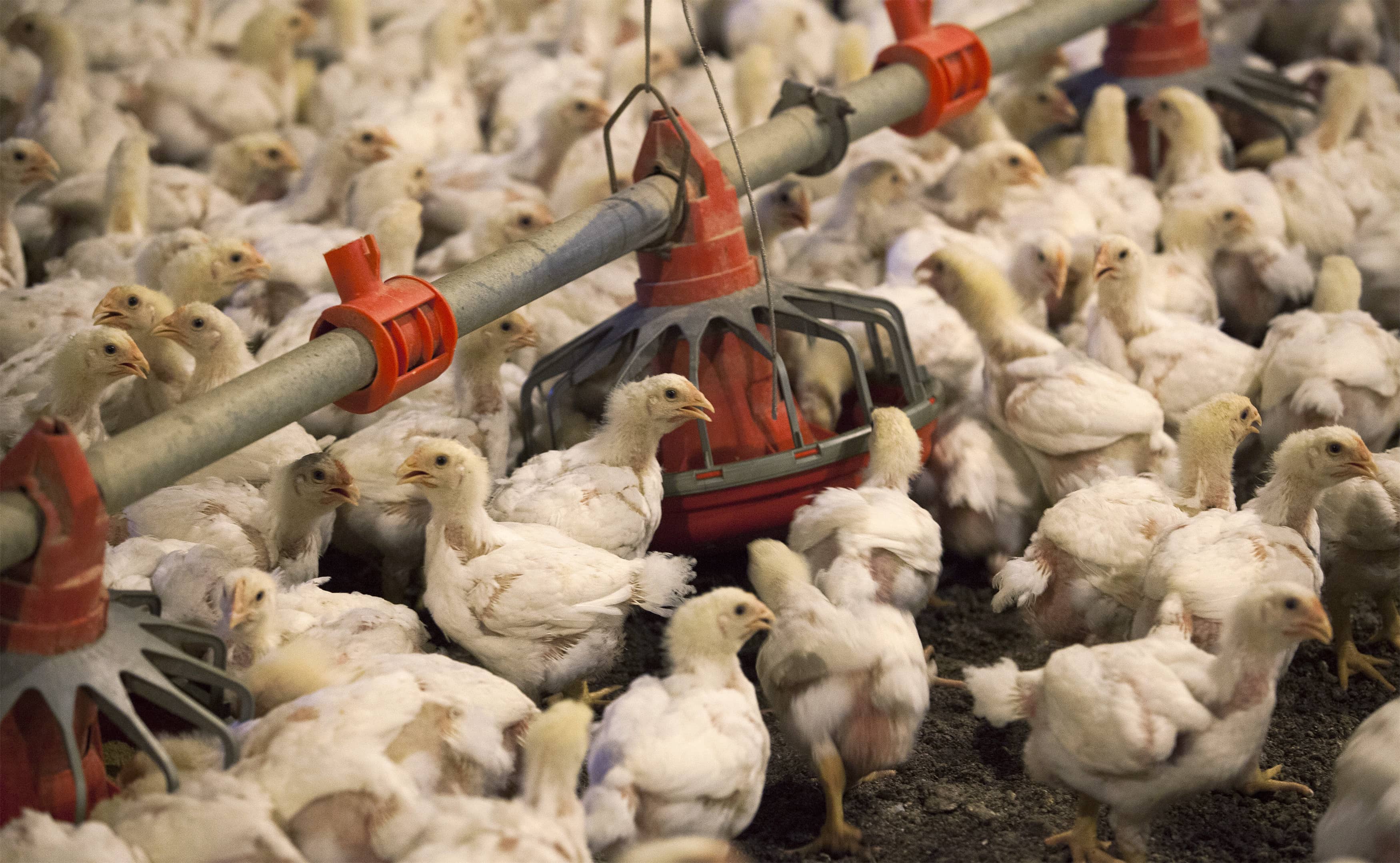 chickens-feed-from-a-row-of-feed-bins-at-ca-farms-in-fairmont-north-carolina