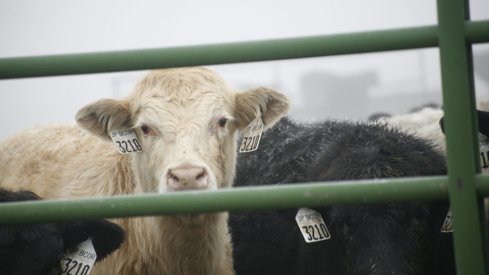 cattle-holding-pens-are-seen-at-the-simplot-feedlot-located-next-to-a-slaughterhouse-in-burbank