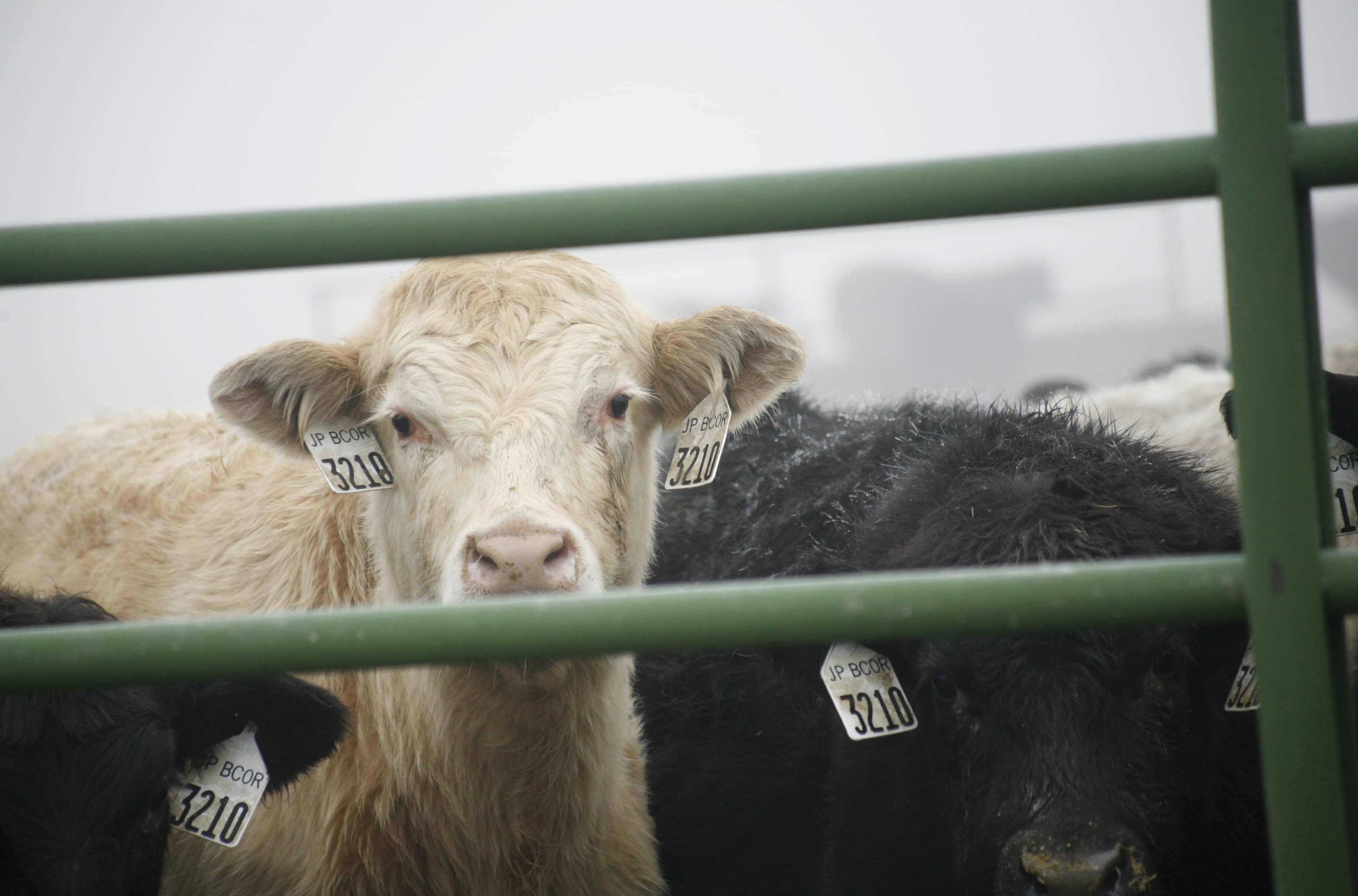 cattle-holding-pens-are-seen-at-the-simplot-feedlot-located-next-to-a-slaughterhouse-in-burbank