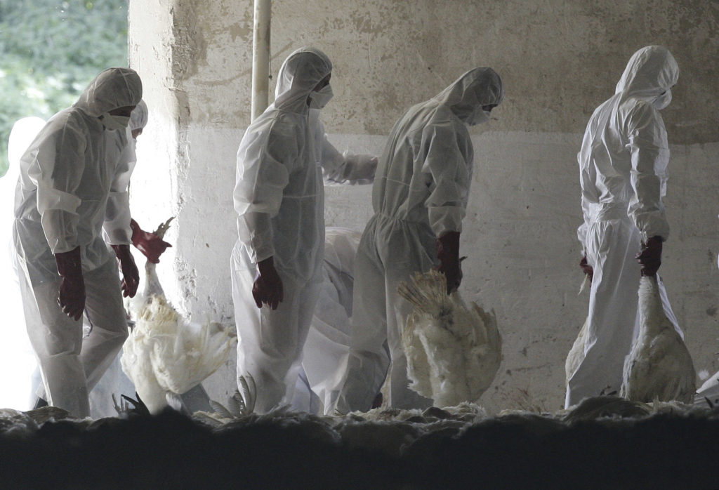 health-officials-prepare-to-dispose-of-turkeys-at-a-farm-in-loucky-160km-east-of-prague-as-part-of-a-precautionary-measure-against-bird-flu