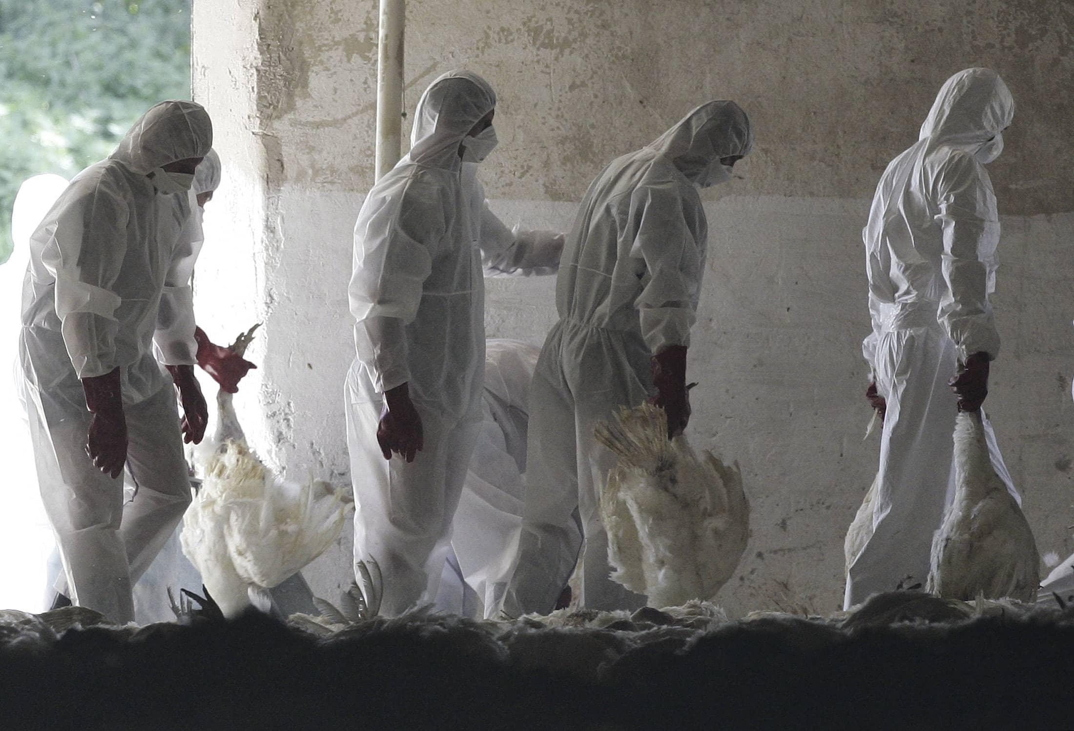 health-officials-prepare-to-dispose-of-turkeys-at-a-farm-in-loucky-160km-east-of-prague-as-part-of-a-precautionary-measure-against-bird-flu