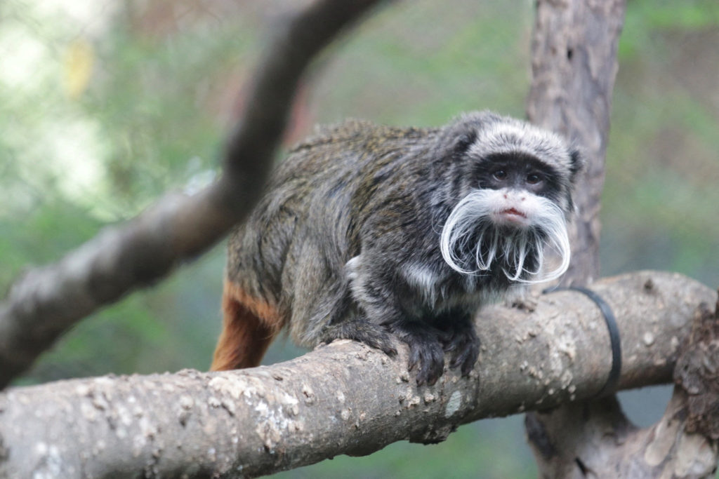 file-photo-an-emperor-tamarin-monkey-is-seen-perched-on-a-branch