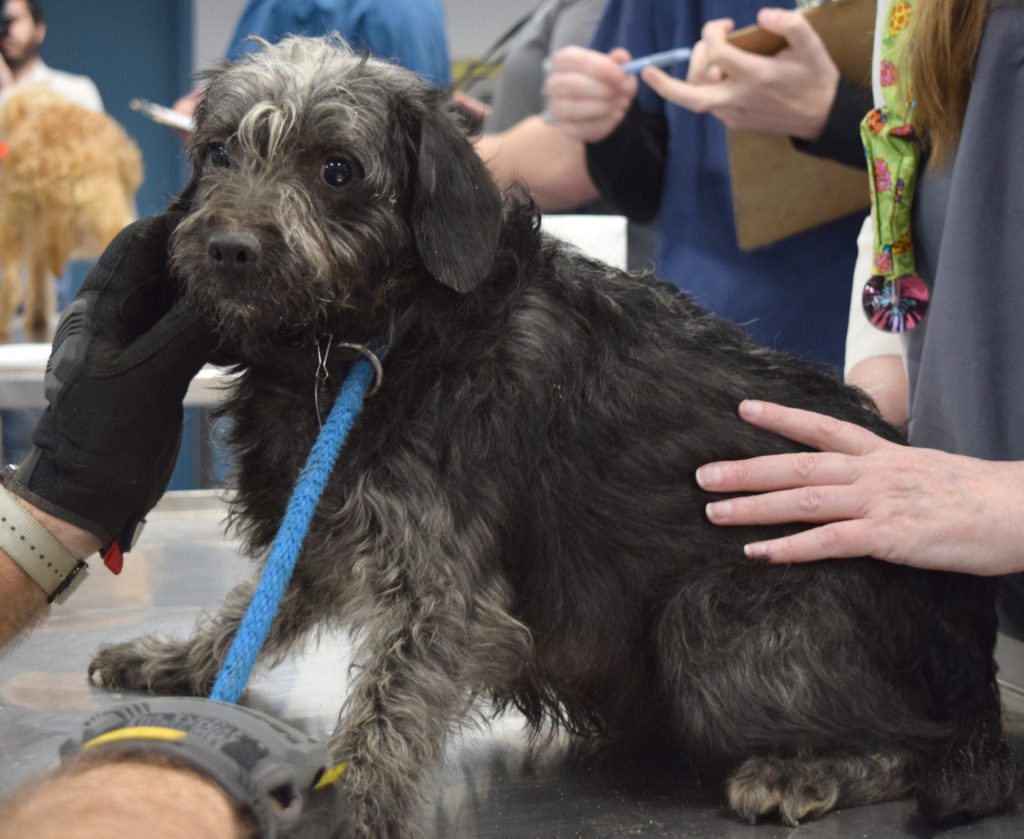 dog-rescue-in-newton-county