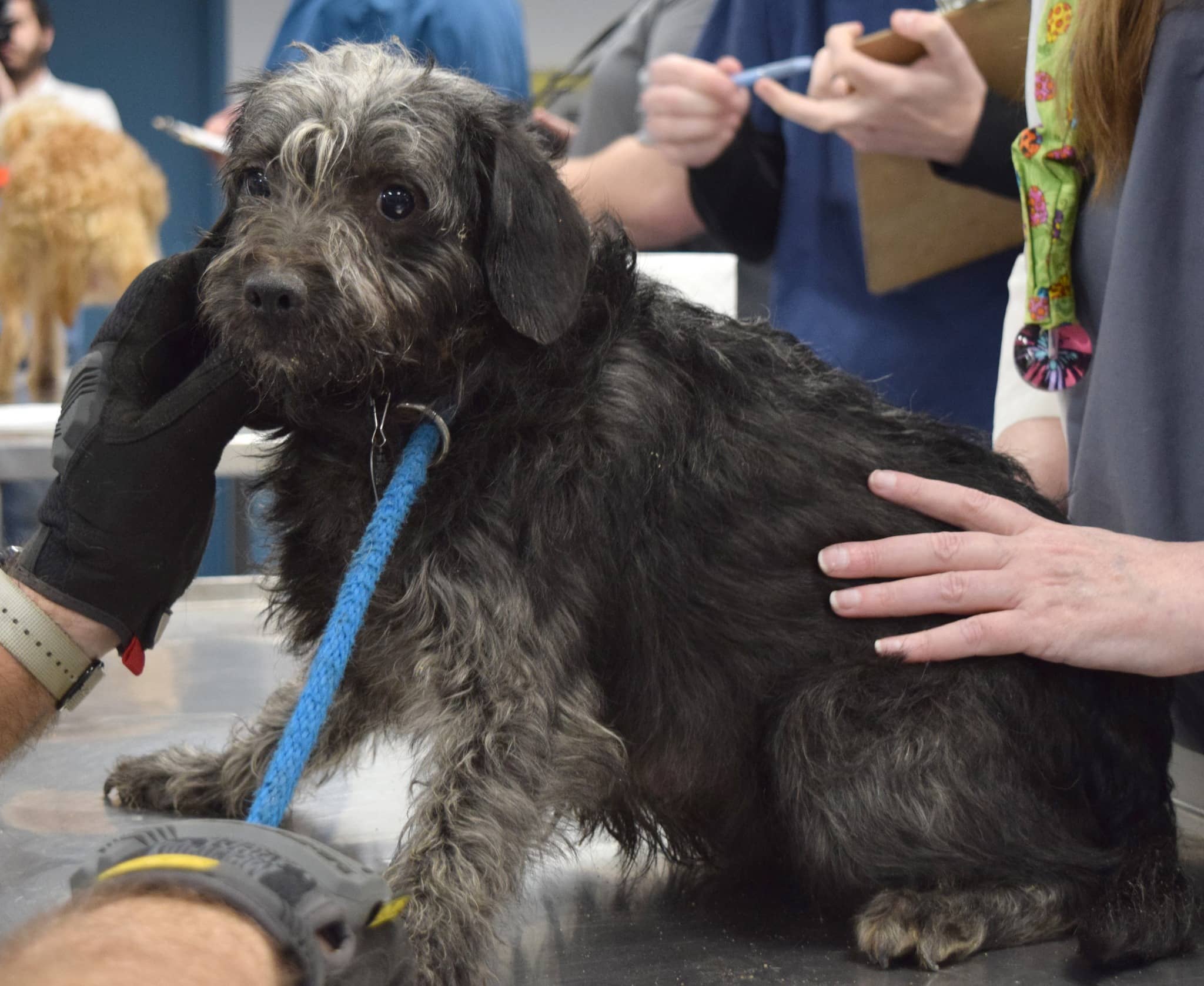 dog-rescue-in-newton-county
