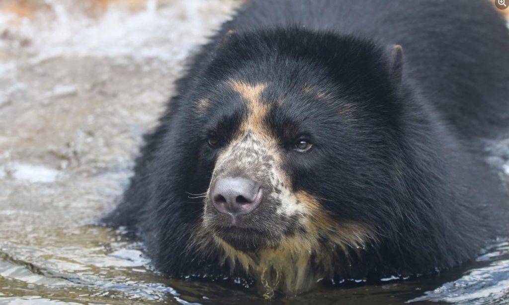 ben-the-bear