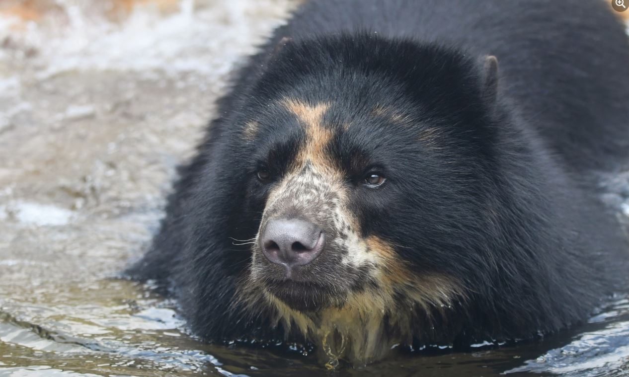 ben-the-bear