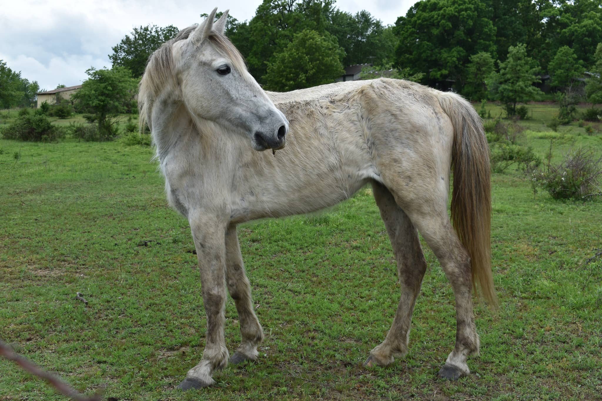 malnourished-horses-greene-county