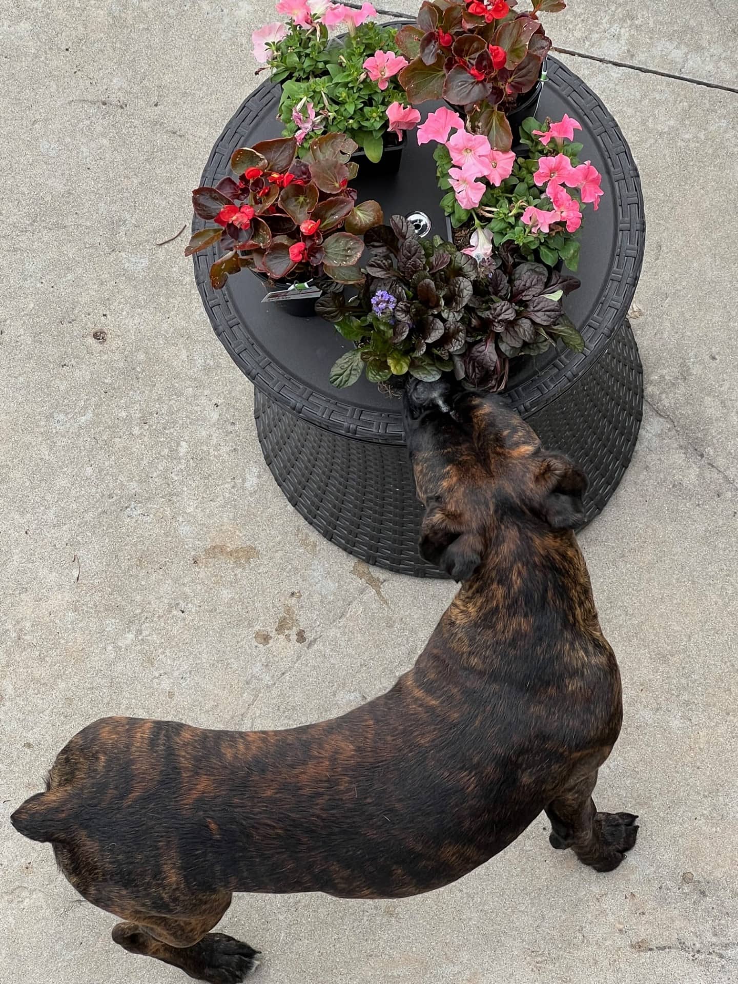 dog-flowers
