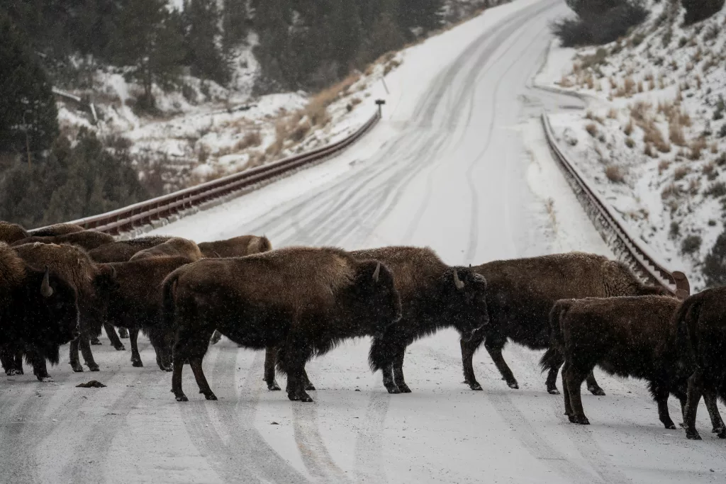 animals-walk-in-the-snow-in-yellowstone