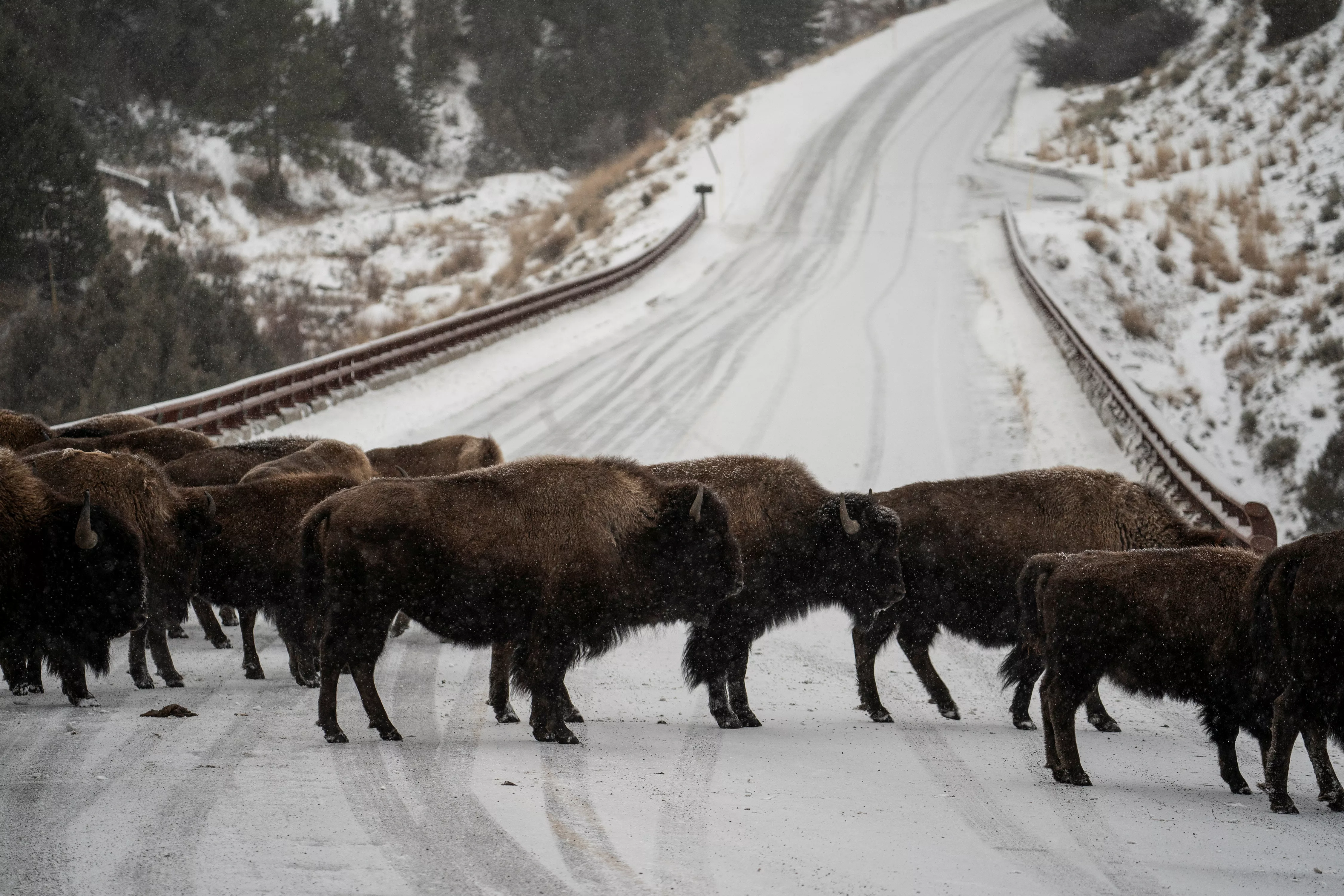 animals-walk-in-the-snow-in-yellowstone