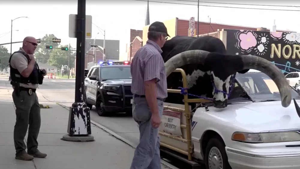 police-pull-over-vehicle-with-a-giant-bull-riding-in-the-front-passenger-seat