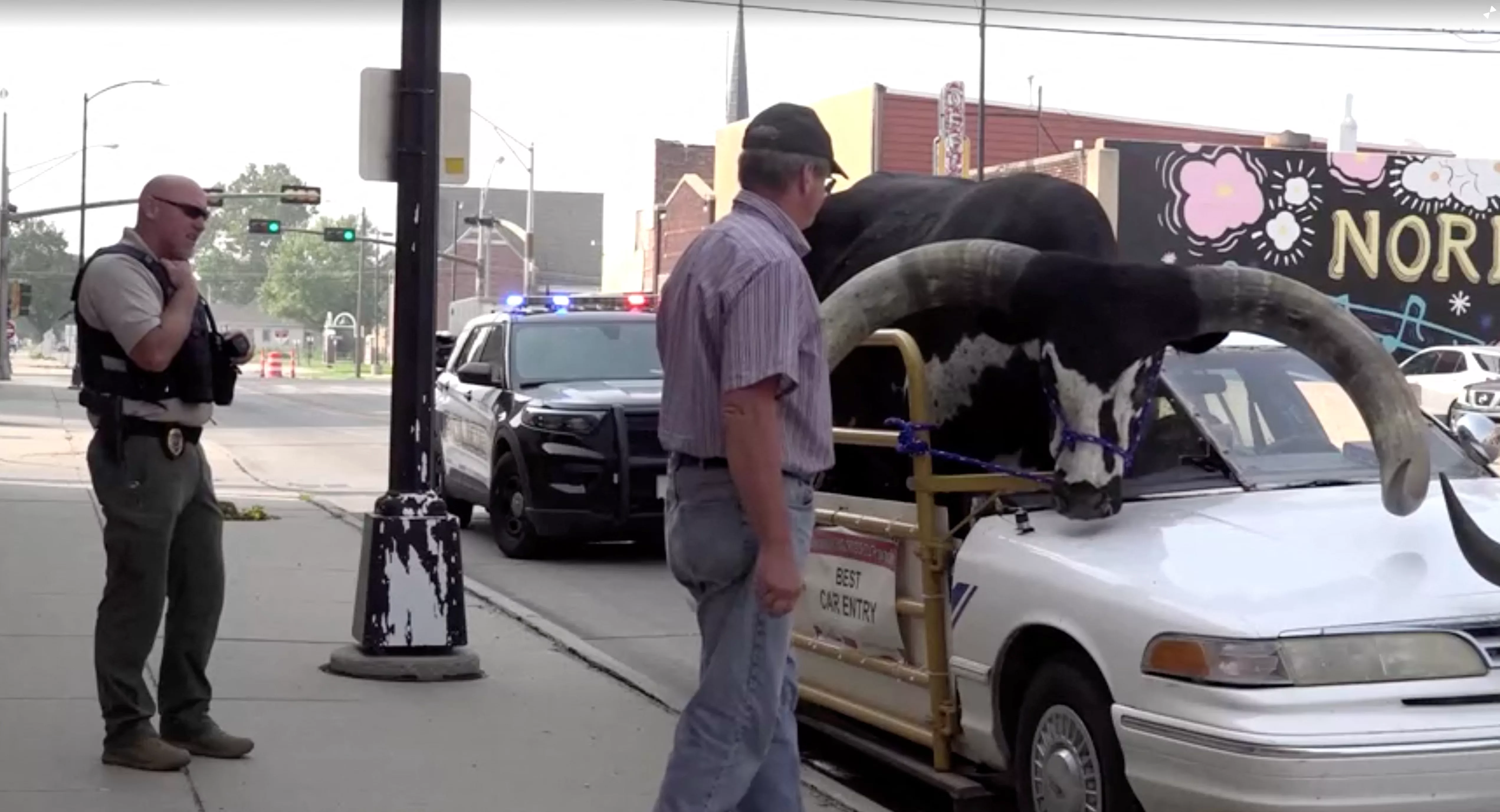 police-pull-over-vehicle-with-a-giant-bull-riding-in-the-front-passenger-seat