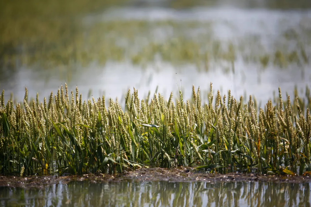 wheat-is-partially-submerged-in-floodwaters-in-holly-grove-arkansas