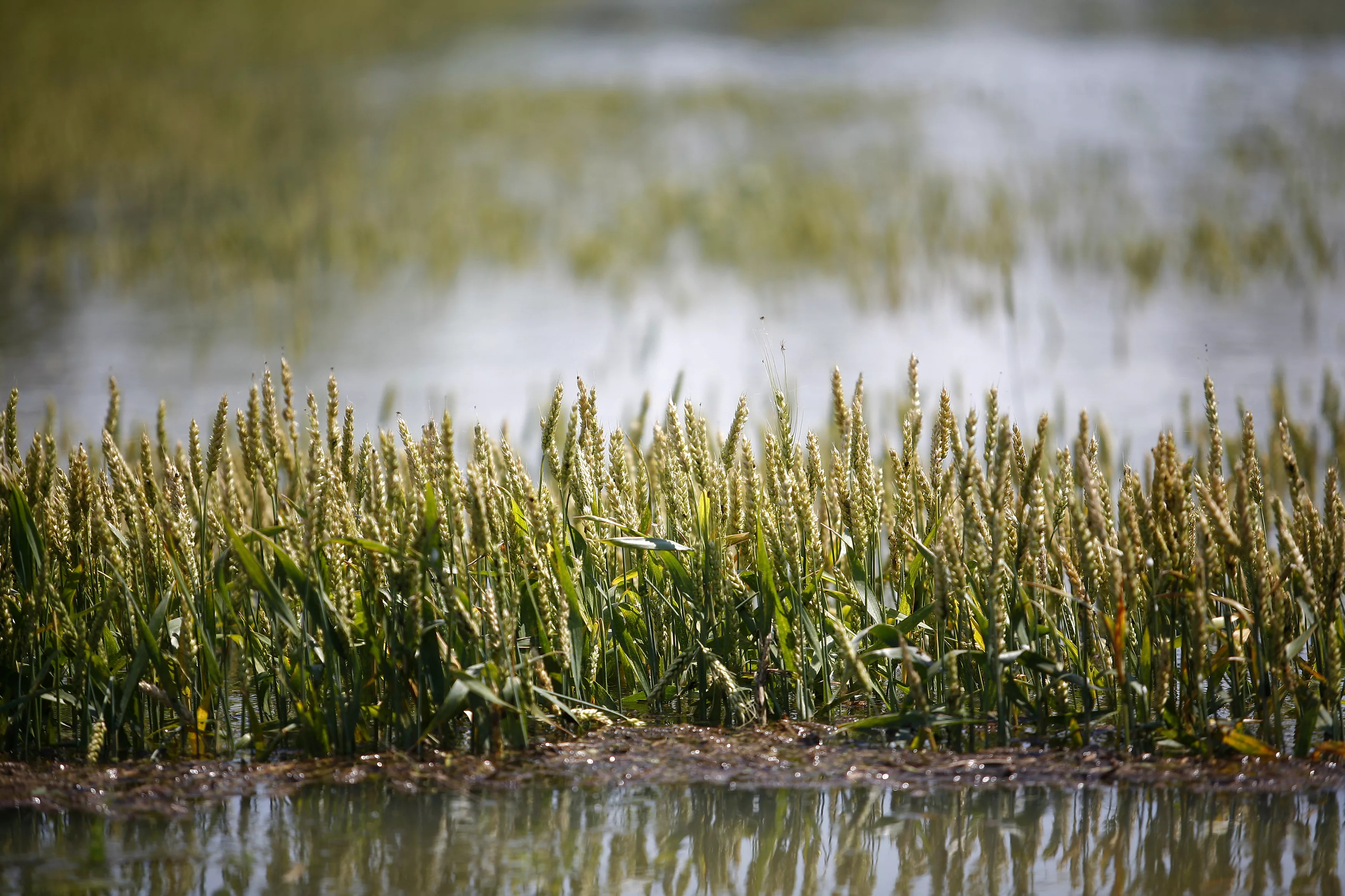 wheat-is-partially-submerged-in-floodwaters-in-holly-grove-arkansas