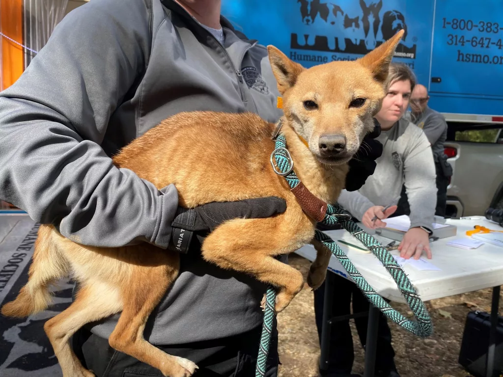 shiba-inus-rescued-in-douglas-county