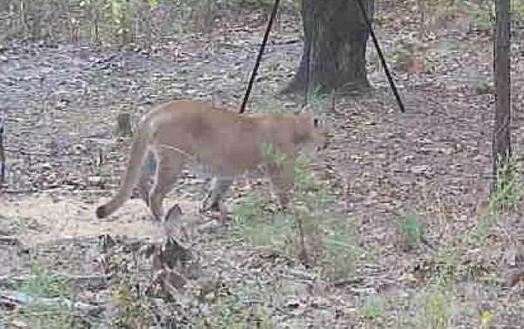 mountain-lion-near-amity-arkansas