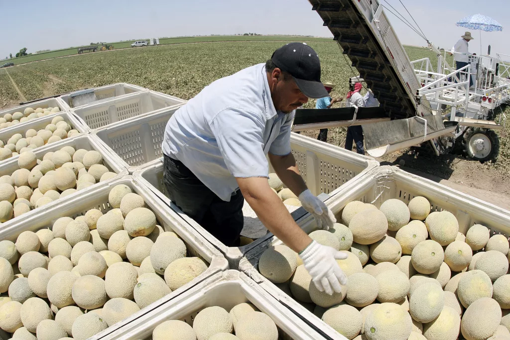 farm-workers-harvest-cantaloupe-in-arizona