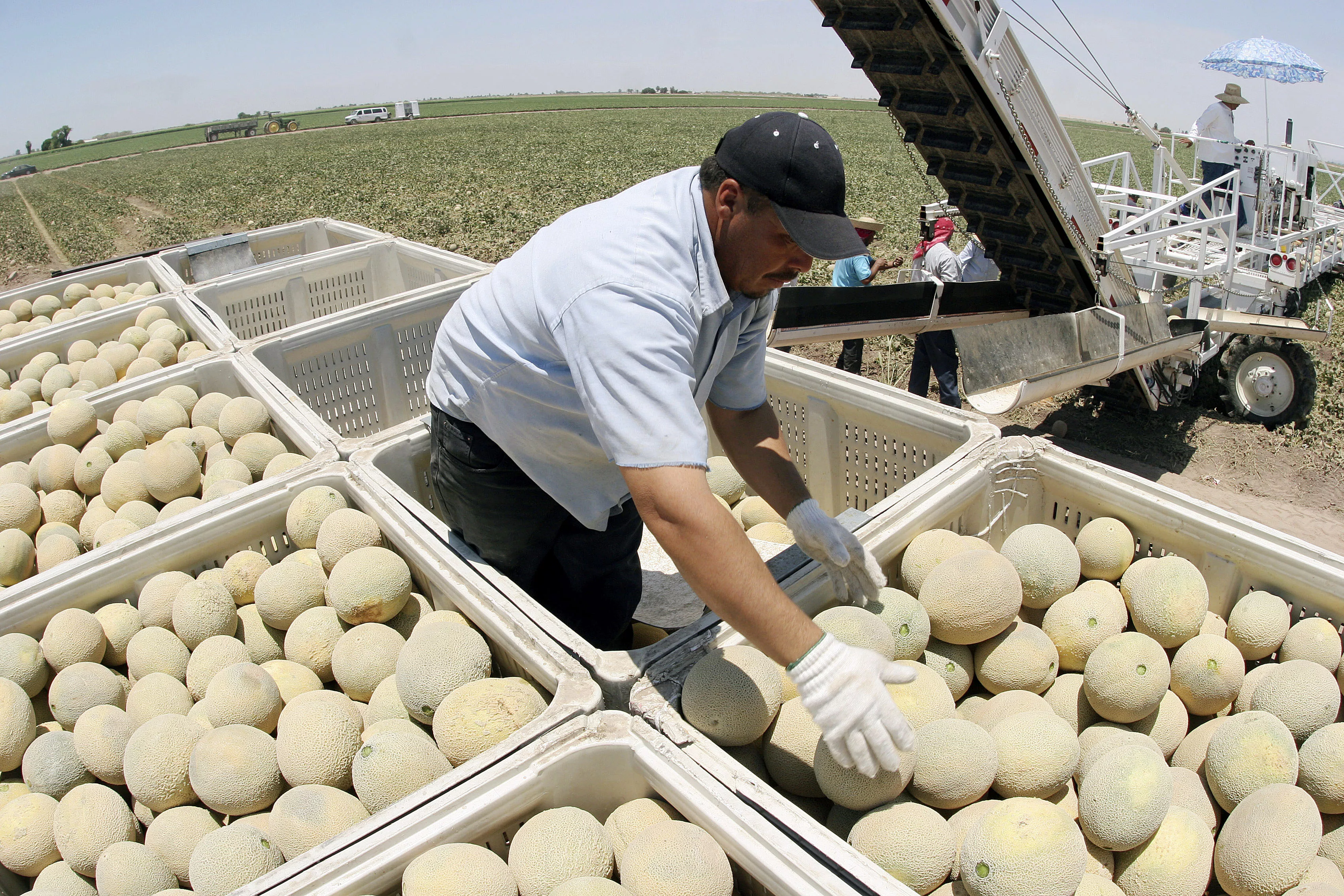 farm-workers-harvest-cantaloupe-in-arizona