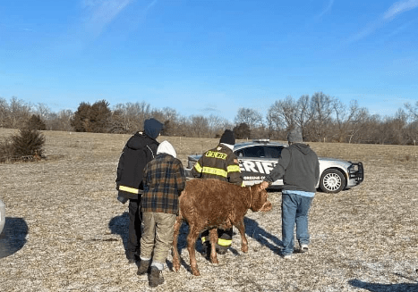 calf-rescue