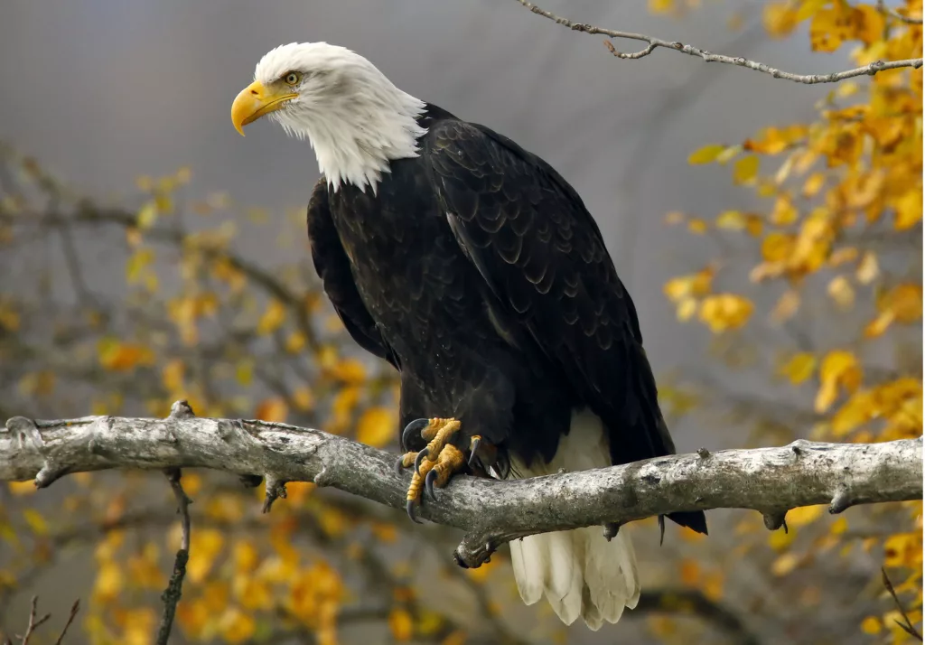 a-bald-eagle-sits-in-a-tree-in-the-chilkat-bald-eagle-preserve-near-haines-alaska