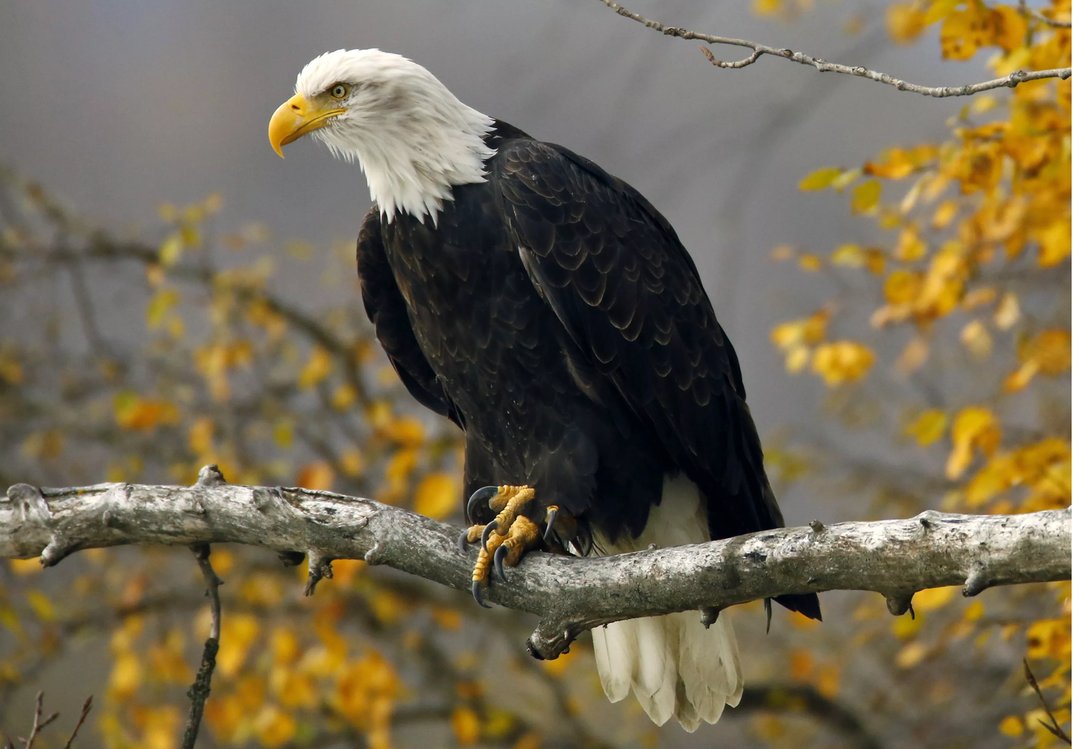 a-bald-eagle-sits-in-a-tree-in-the-chilkat-bald-eagle-preserve-near-haines-alaska