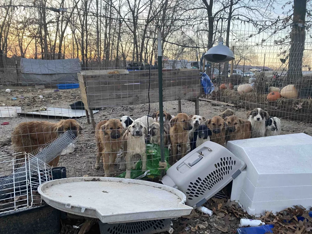 stone-county-dog-rescue