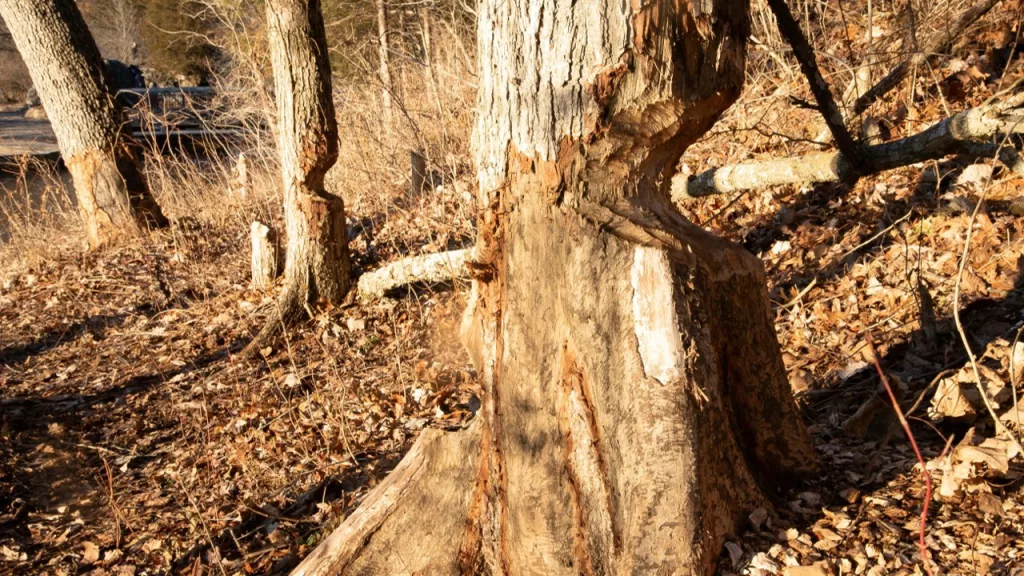 park-vandalism-caused-by-beavers