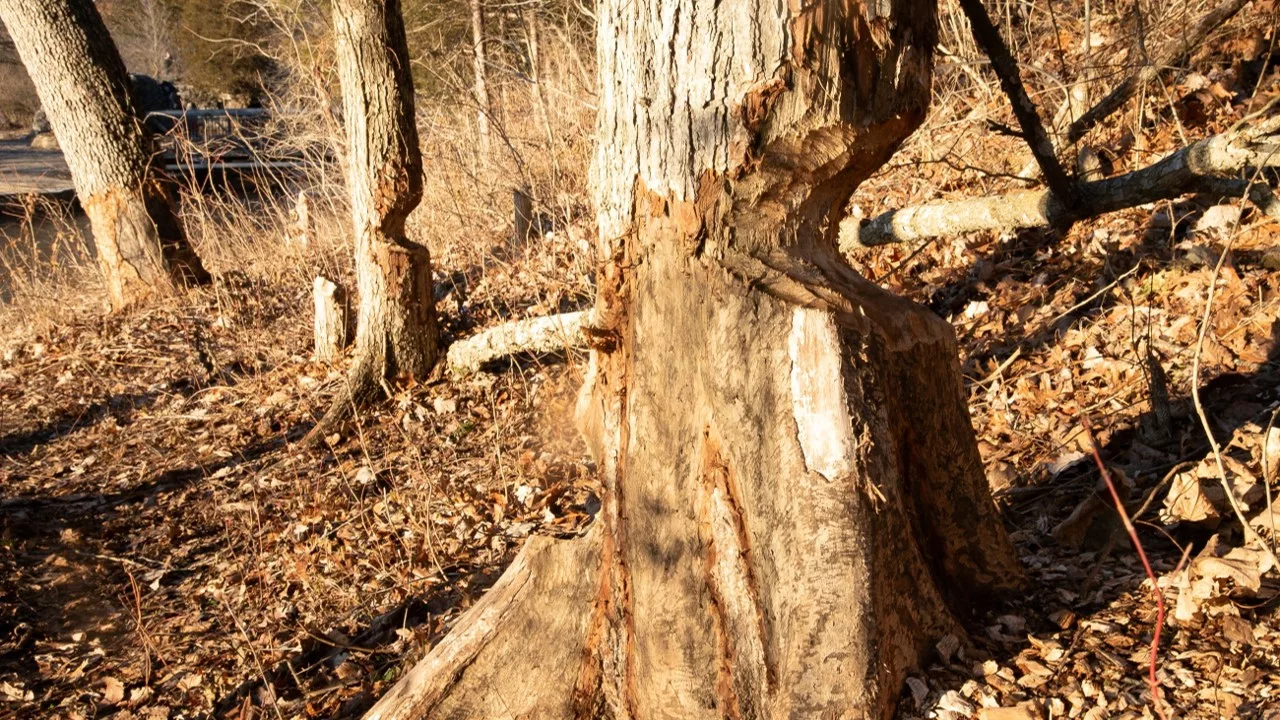 park-vandalism-caused-by-beavers