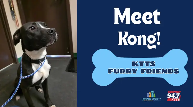 fotsch-furry-friends-7-2