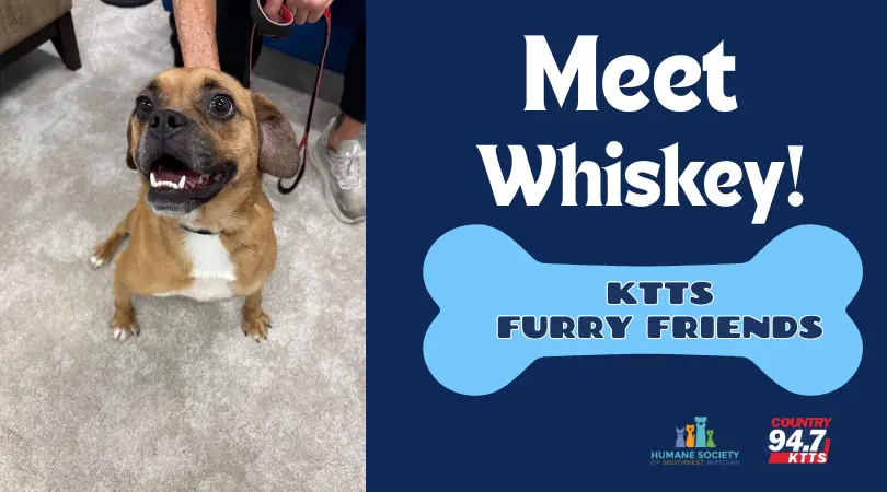 fotsch-furry-friends-9-2