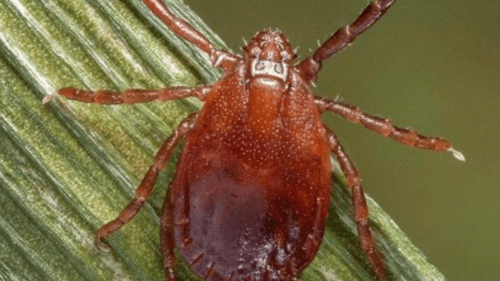 Asian Longhorned Tick Now In Northern Missouri