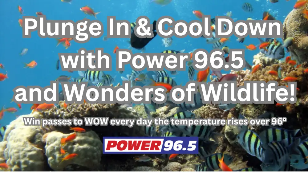 plunge-in-cool-down-with-power-96-5-and-wonders-of-wildlife