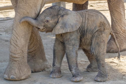 baby-elephant-500x333_99244176_ver1-0