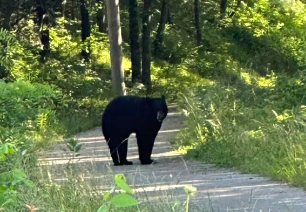 Police: Don’t Wrestle The Bear