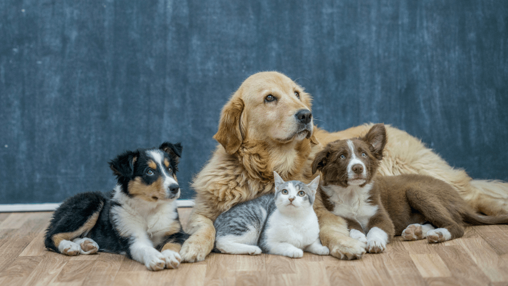 A Study Found Pets Don't Actually Make Us Happy Summit Master