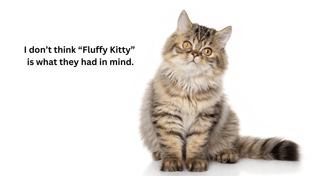 fluffy-kitty