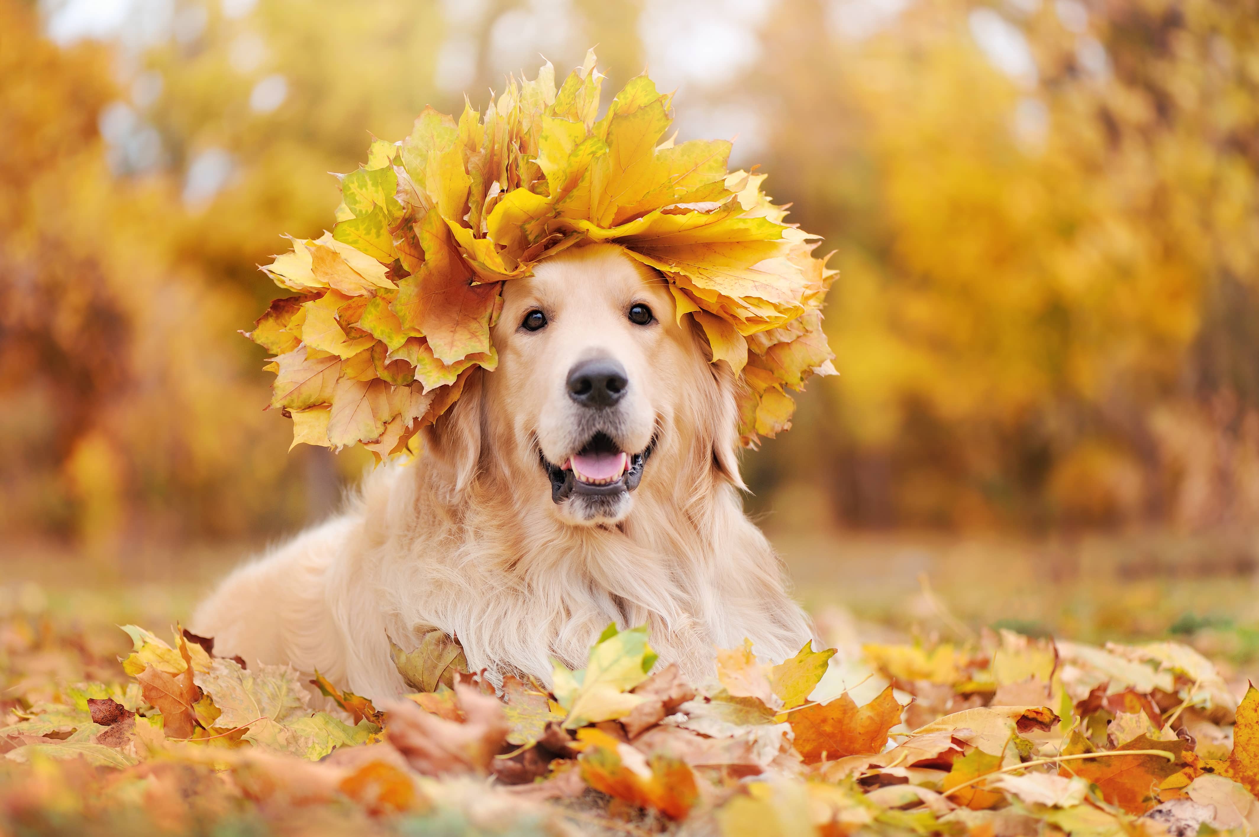 golden-retriever-wearing-wreath-of-yellow-maple-tree-leafs