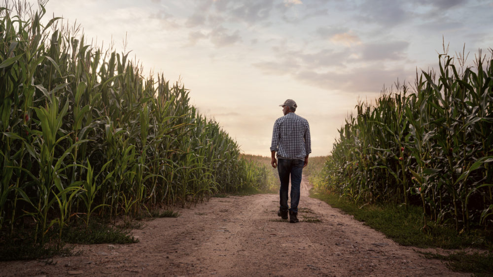 farmer-checking-the-quality-of-his-corn-field