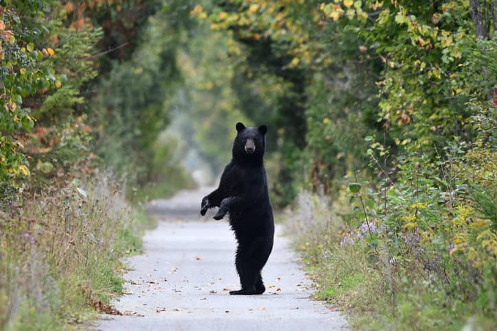 black-bear-on-trail