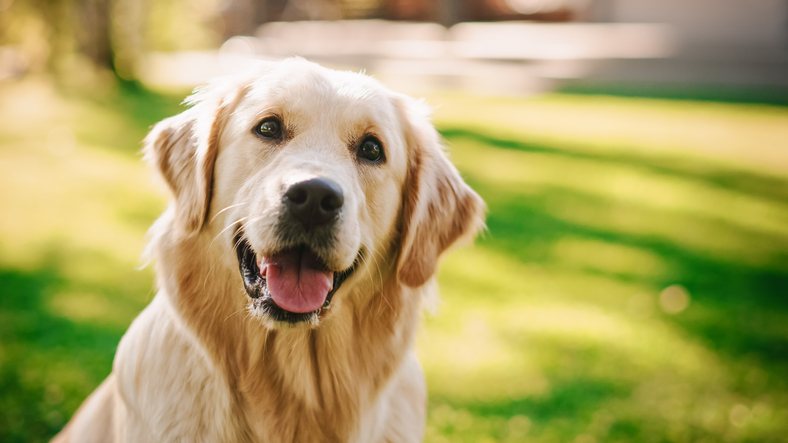 loyal-golden-retriever-dog-sitting-on-a-green-backyard-lawn-looks-at-camera-top-quality-dog-breed-pedigree-specimen-shows-its-smartness-cuteness-and-noble-beauty-colorful-portrait-shot