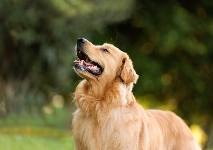 Tucker, The Golden Retriever, Earns $1 Million A Year As An Influencer -  Network Ten