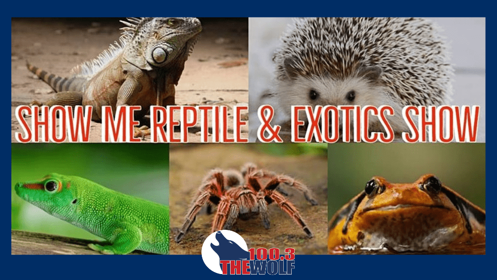 Show Me Reptile & Exotics Show 100.3 The Wolf