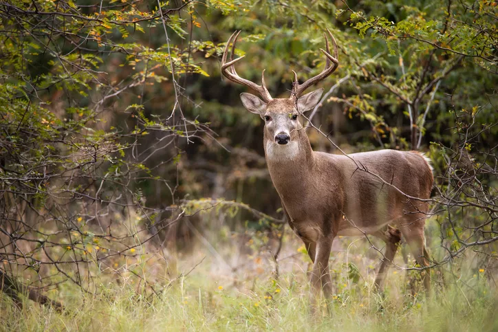 white-tailed-deer-male-buck-in-the-autumn-woods