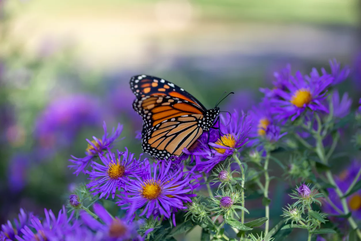 monarch-butterfly-on-purple-aster-flowers