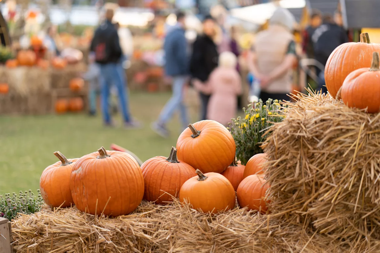 pumpkins-on-straw-bales-against-the-background-of-people-at-an-agricultural-fair