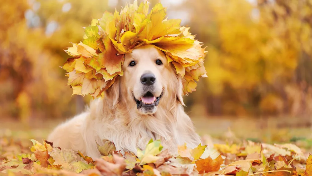 golden-retriever-wearing-wreath-of-yellow-maple-tree-leafs-2