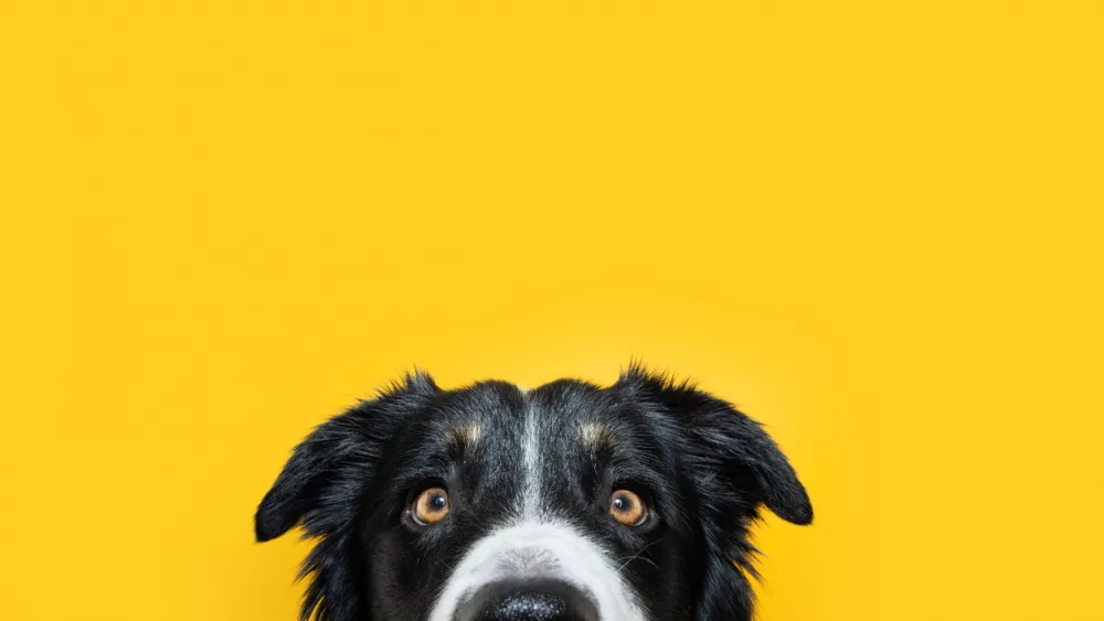 close-up-hide-border-collie-puppy-dog-looking-at-camera-isolated-on-yellow-colored-background