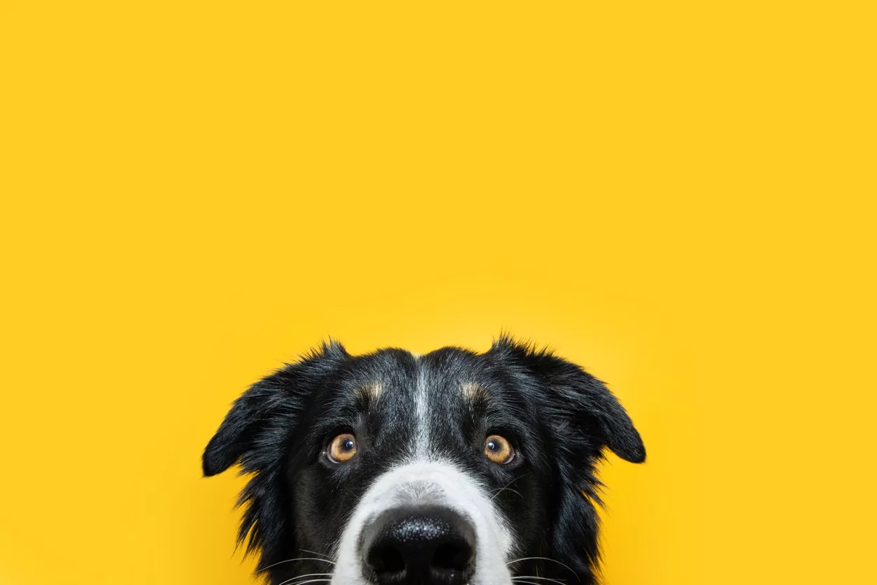 close-up-hide-border-collie-puppy-dog-looking-at-camera-isolated-on-yellow-colored-background