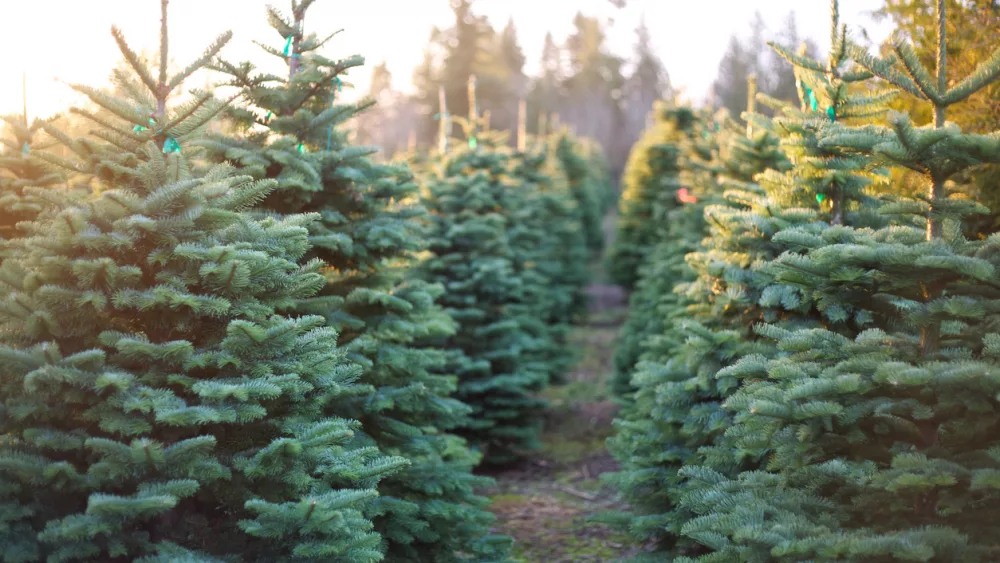 row-of-beautiful-and-vibrant-christmas-trees